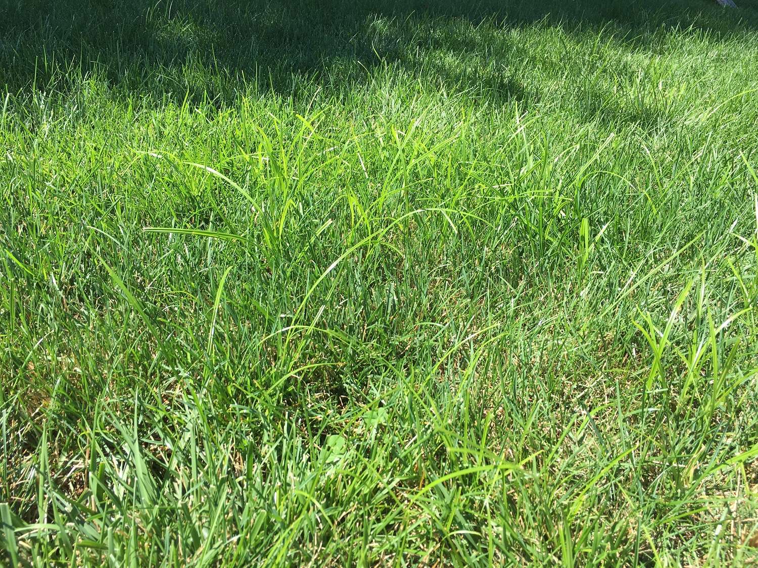 nutsedge weeds growing